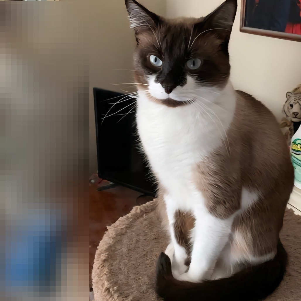Pee Wee, an adoptable Snowshoe, Siamese in Huntsville, AL, 35805 | Photo Image 1