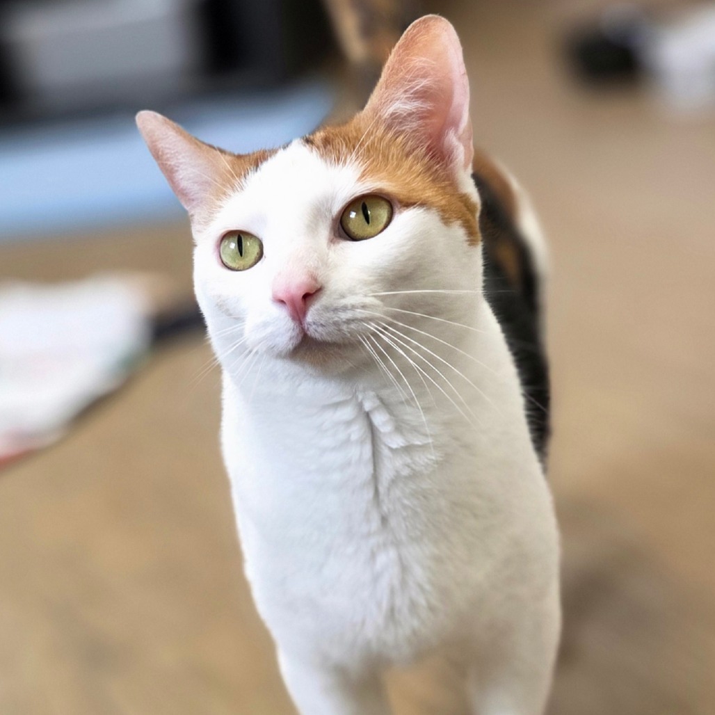 Cayenne