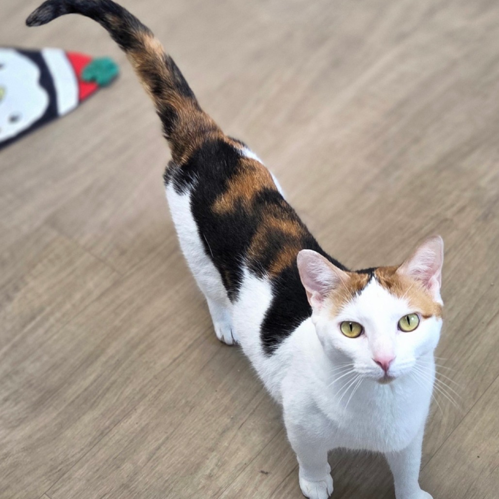 Cayenne