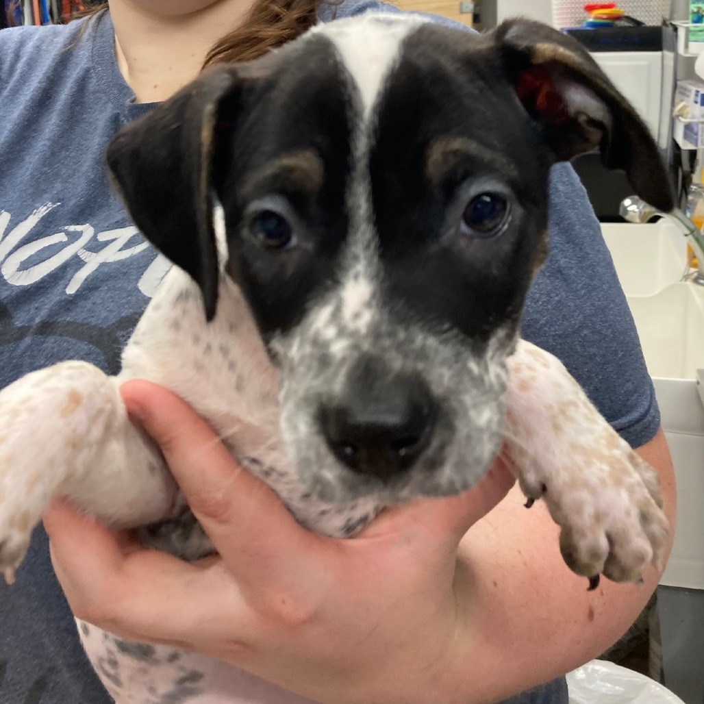 Locos Tacos, an adoptable Pointer in Spokane, WA, 99202 | Photo Image 1