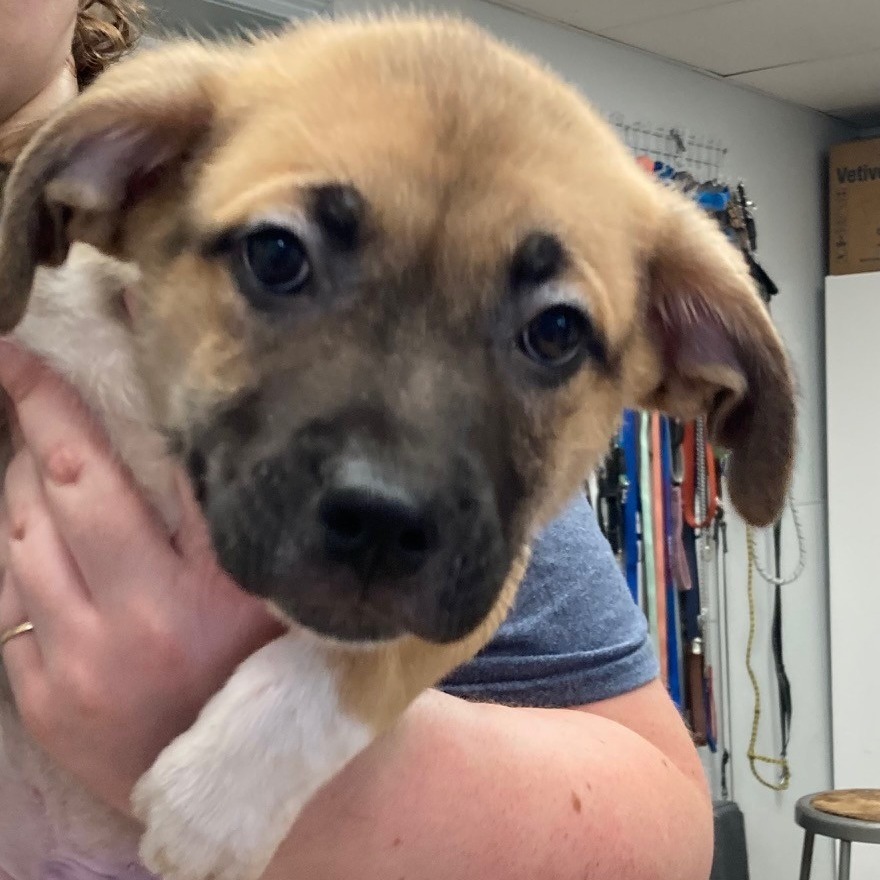 Baja Blast, an adoptable Shepherd in Spokane, WA, 99202 | Photo Image 1