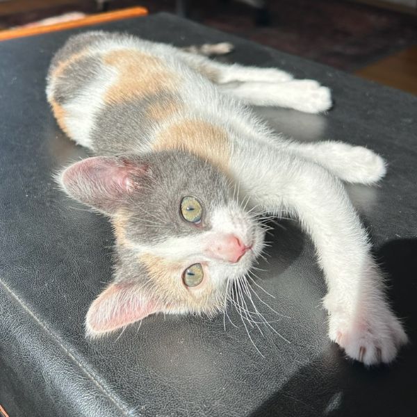 Athena