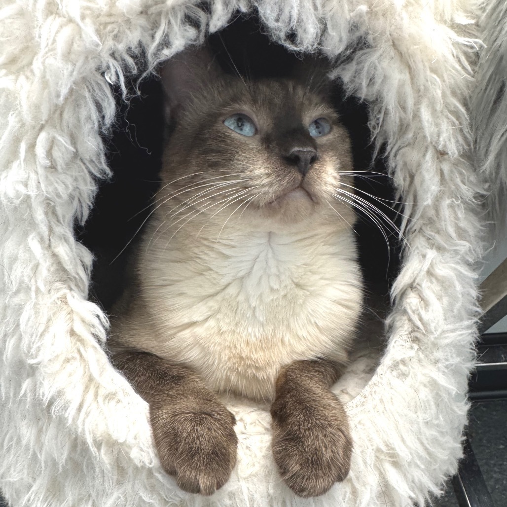 Mowgli