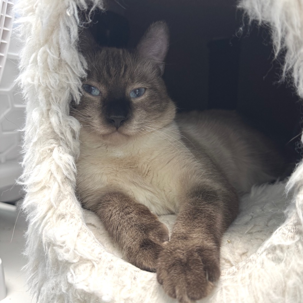 Mowgli