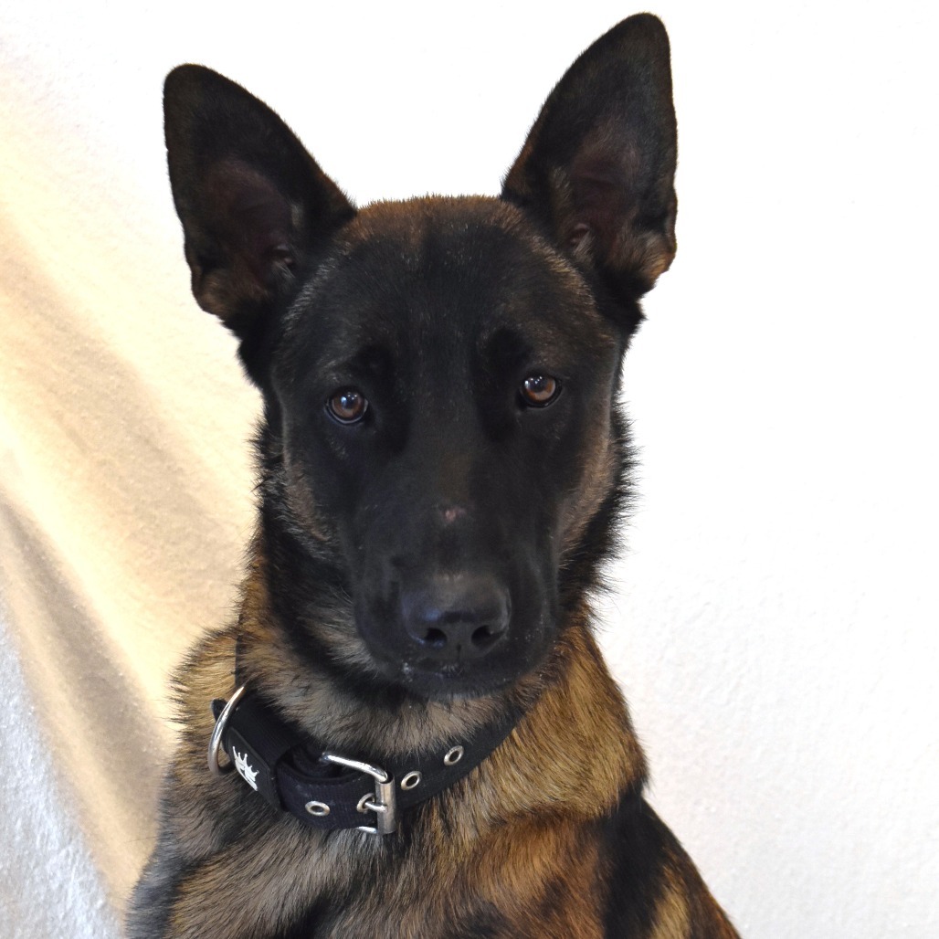 Captain, an adoptable German Shepherd Dog, Belgian Shepherd / Malinois in Rifle, CO, 81650 | Photo Image 1