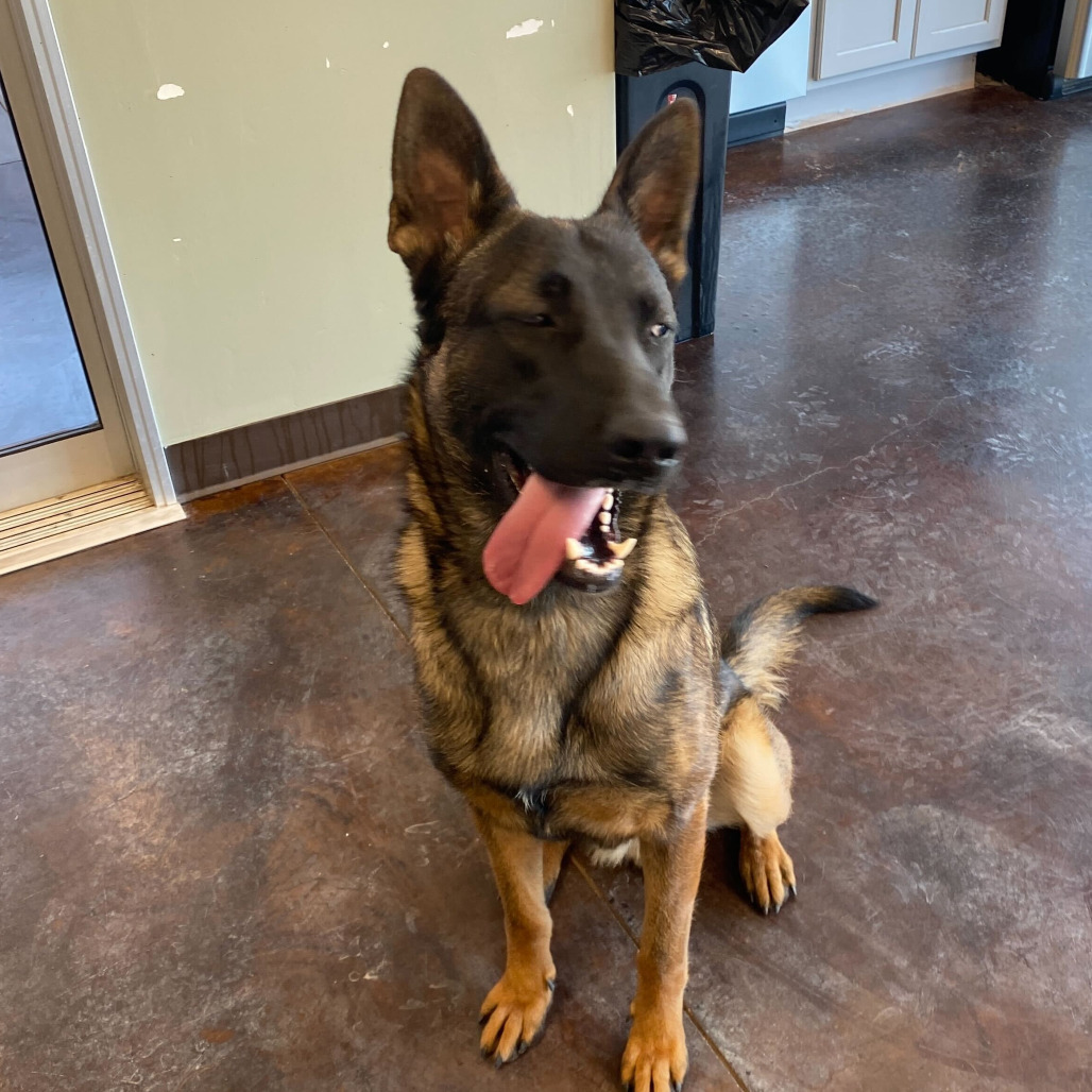 Captain, an adoptable German Shepherd Dog, Belgian Shepherd / Malinois in Rifle, CO, 81650 | Photo Image 2
