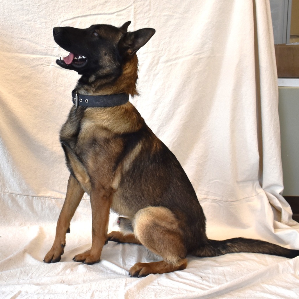 Captain, an adoptable German Shepherd Dog, Belgian Shepherd / Malinois in Rifle, CO, 81650 | Photo Image 3