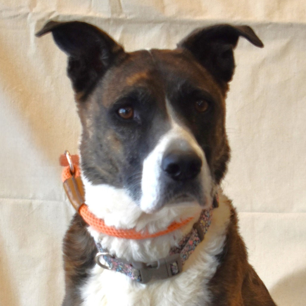 Renae, an adoptable Cattle Dog, Pit Bull Terrier in Rifle, CO, 81650 | Photo Image 1