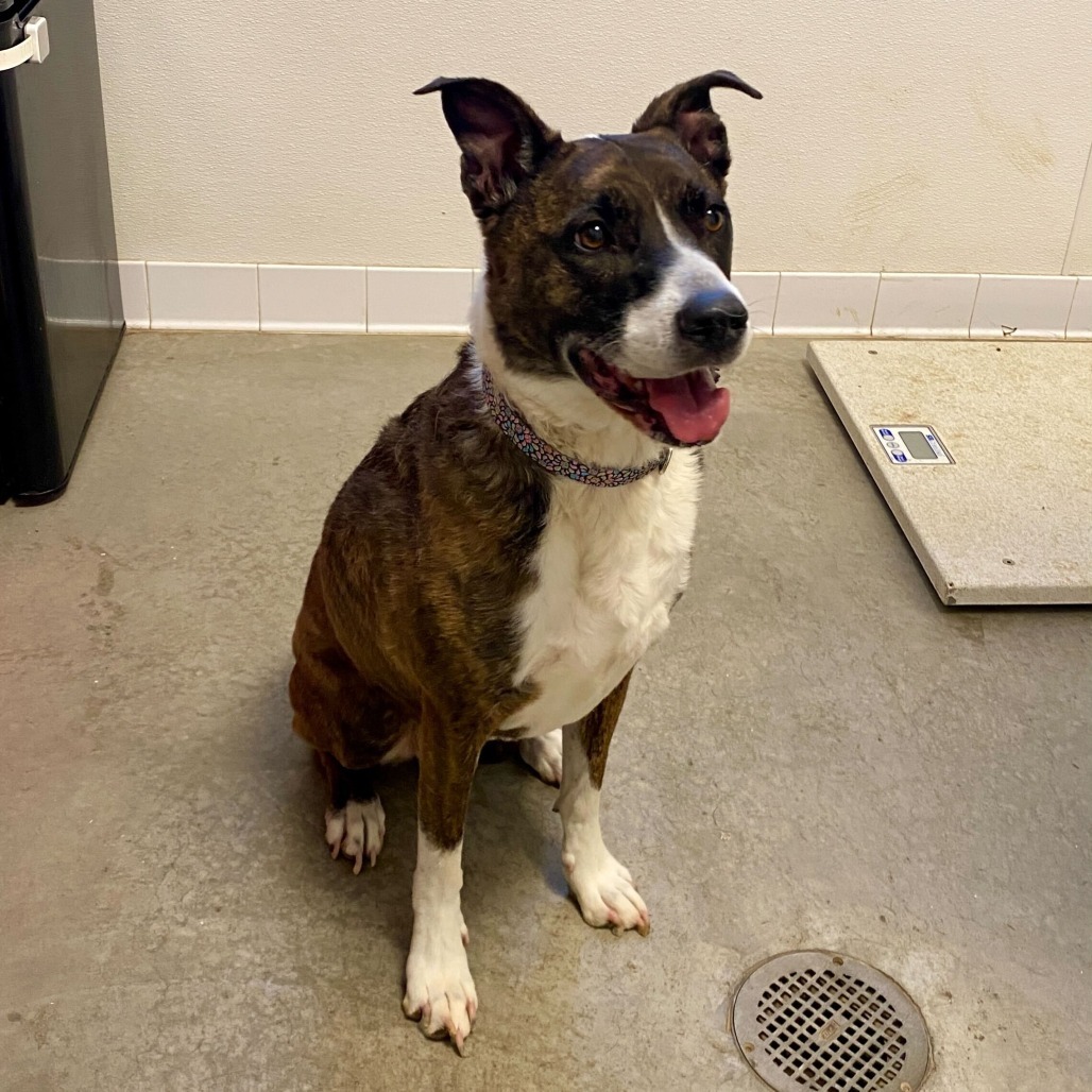 Renae, an adoptable Cattle Dog, Pit Bull Terrier in Rifle, CO, 81650 | Photo Image 2