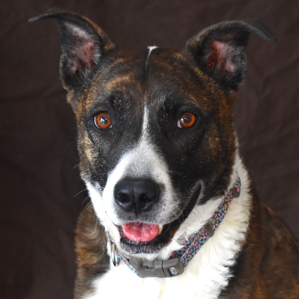 Renae, an adoptable Cattle Dog, Pit Bull Terrier in Rifle, CO, 81650 | Photo Image 3