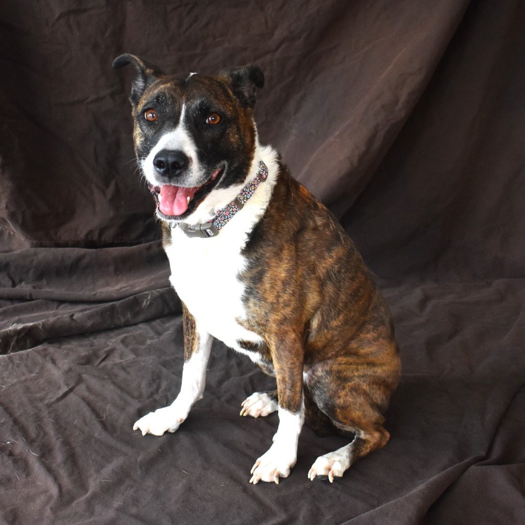 Renae, an adoptable Cattle Dog, Pit Bull Terrier in Rifle, CO, 81650 | Photo Image 4