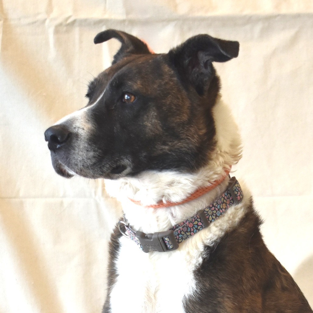 Renae, an adoptable Cattle Dog, Pit Bull Terrier in Rifle, CO, 81650 | Photo Image 5