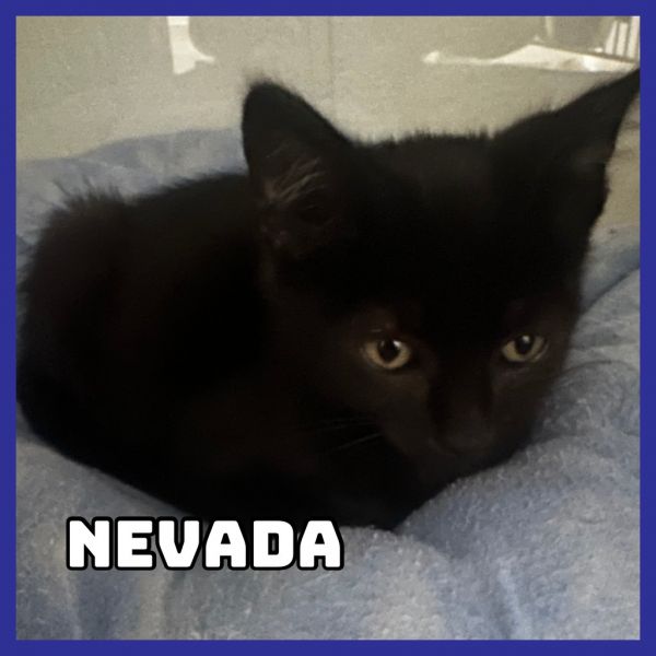 Nevada