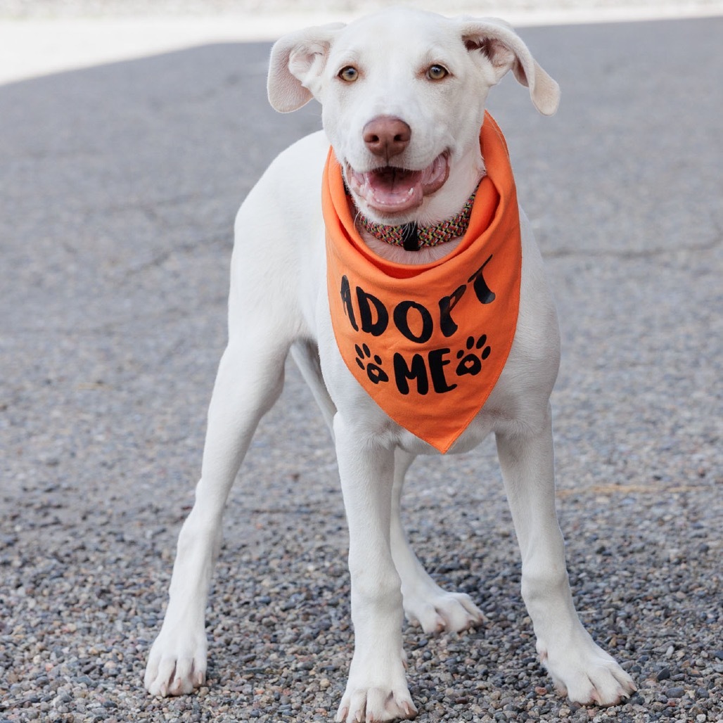 Tarragon, an adoptable Mixed Breed in Moab, UT, 84532 | Photo Image 1