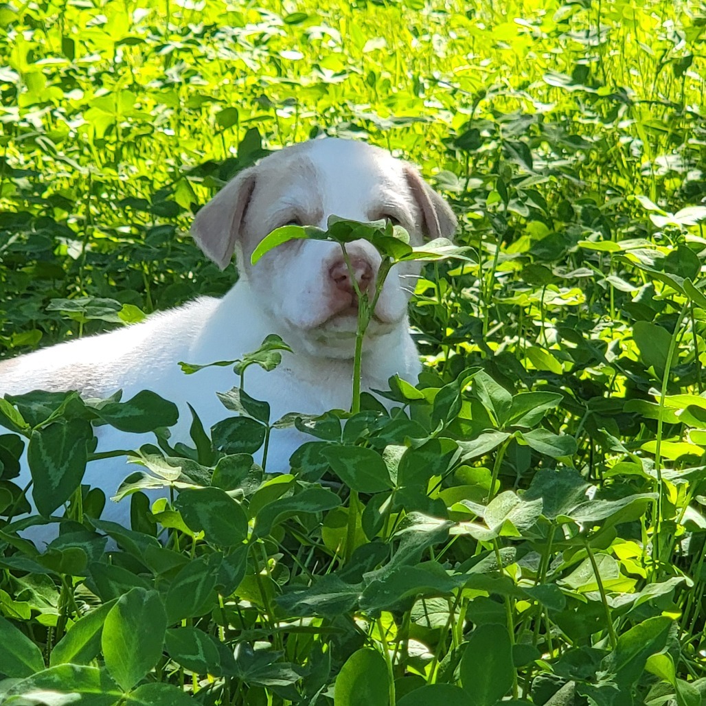 Tarragon, an adoptable Mixed Breed in Moab, UT, 84532 | Photo Image 2