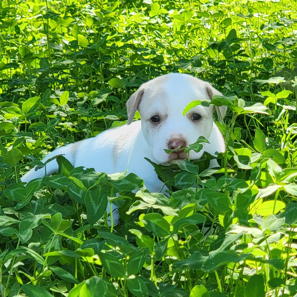 Tarragon, an adoptable Mixed Breed in Moab, UT, 84532 | Photo Image 3