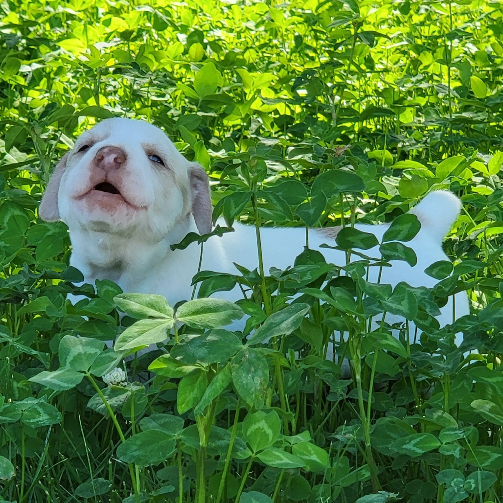 Tarragon, an adoptable Mixed Breed in Moab, UT, 84532 | Photo Image 4