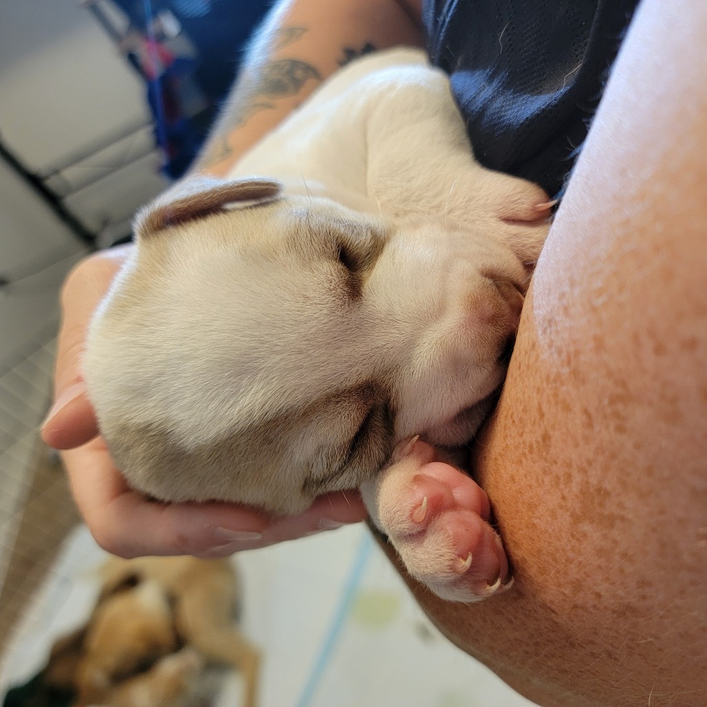 Tarragon, an adoptable Mixed Breed in Moab, UT, 84532 | Photo Image 5