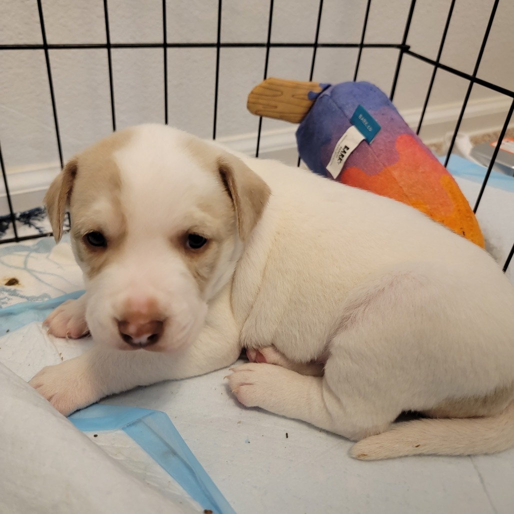 Tarragon, an adoptable Mixed Breed in Moab, UT, 84532 | Photo Image 6