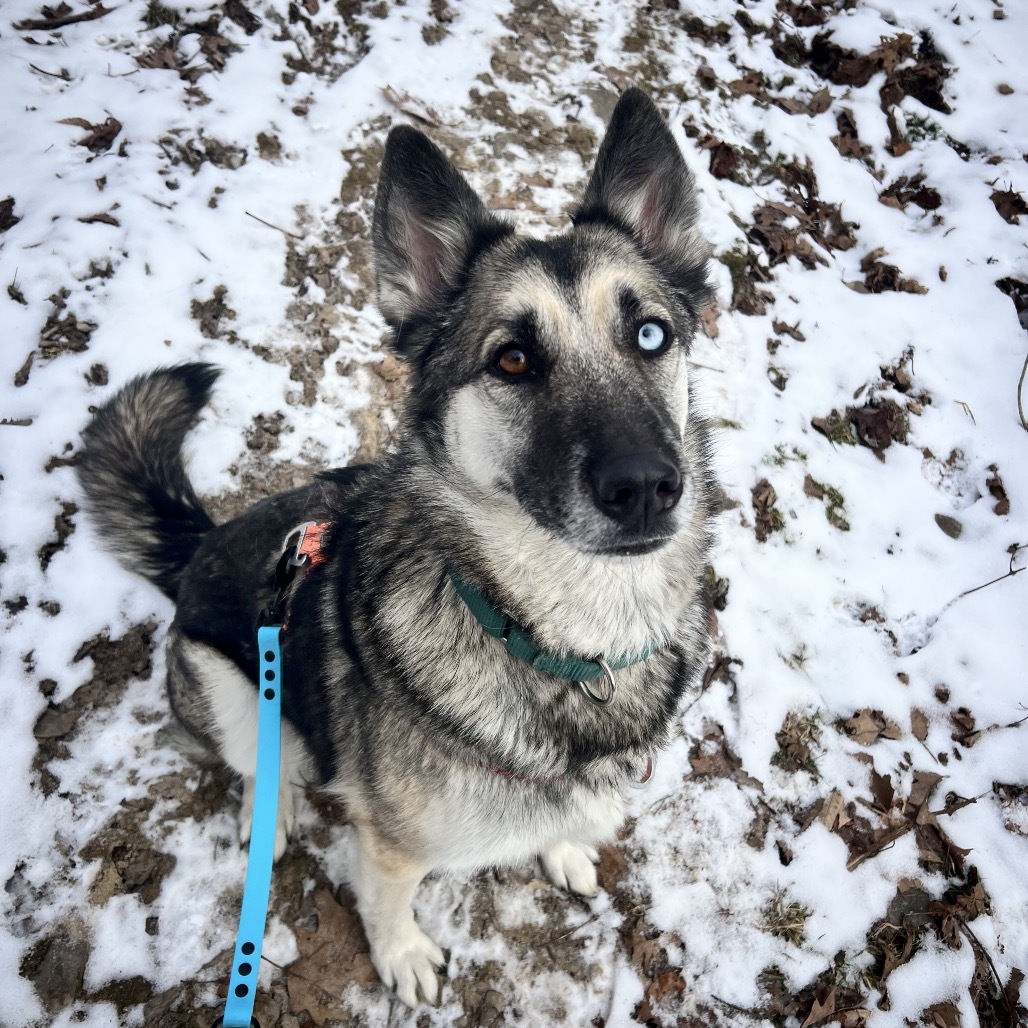 Freyja