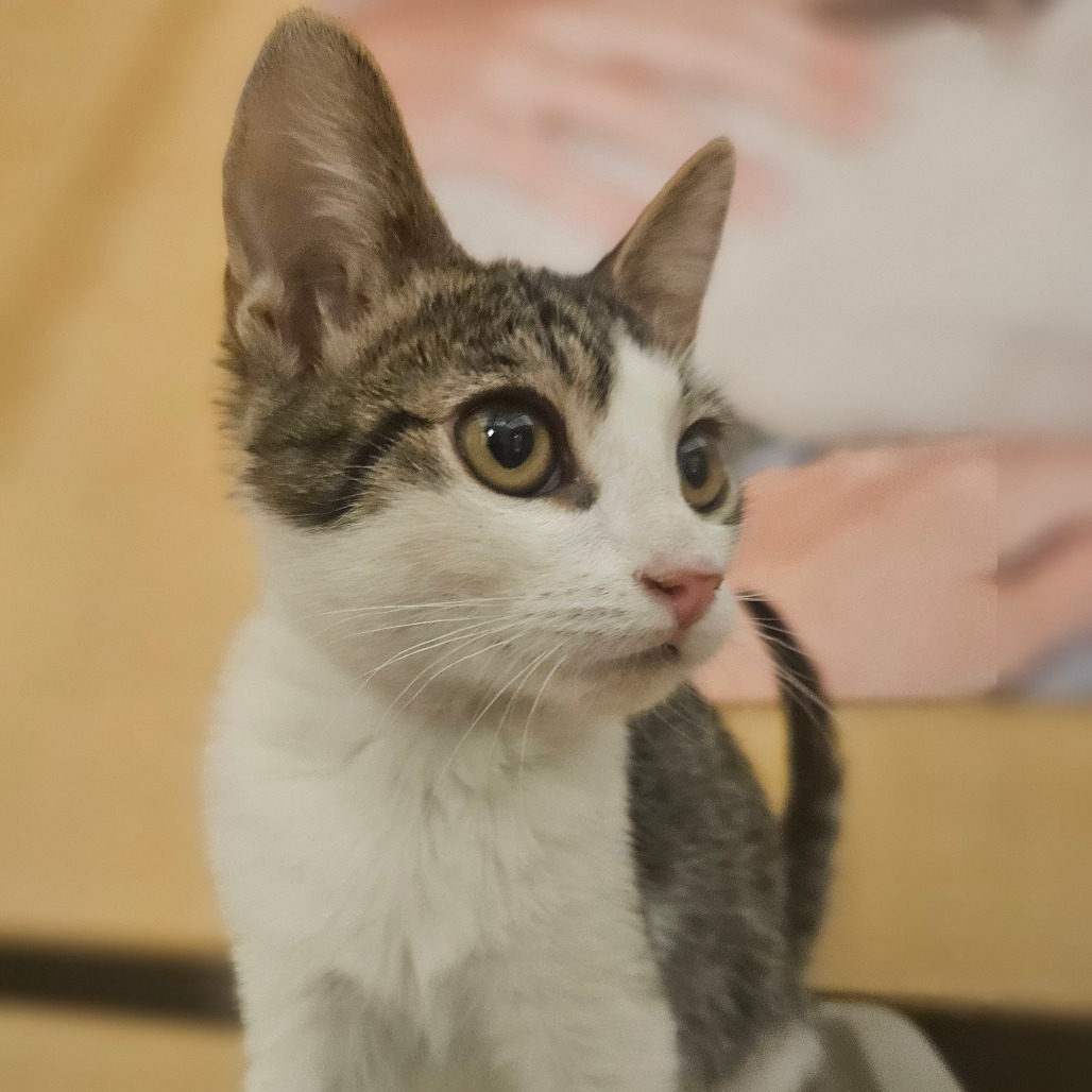 Maeko
