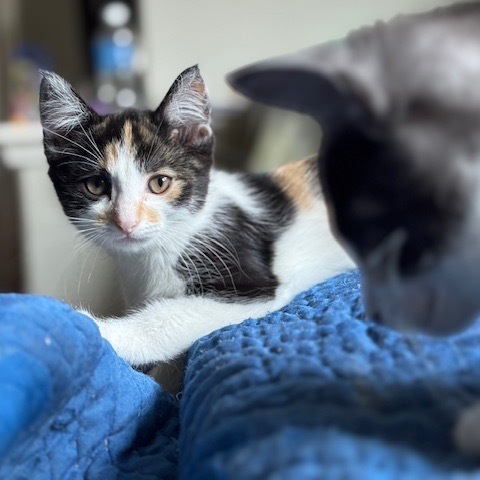 Arwen