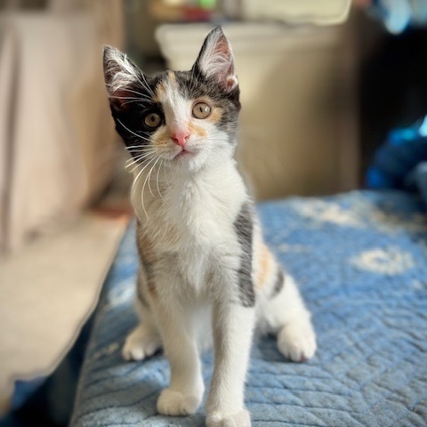 Arwen