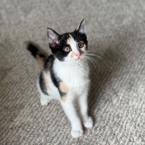 Arwen