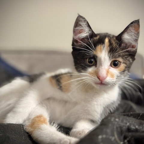 Arwen