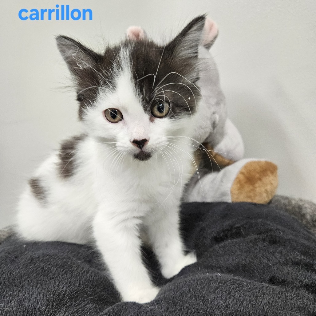Carillon