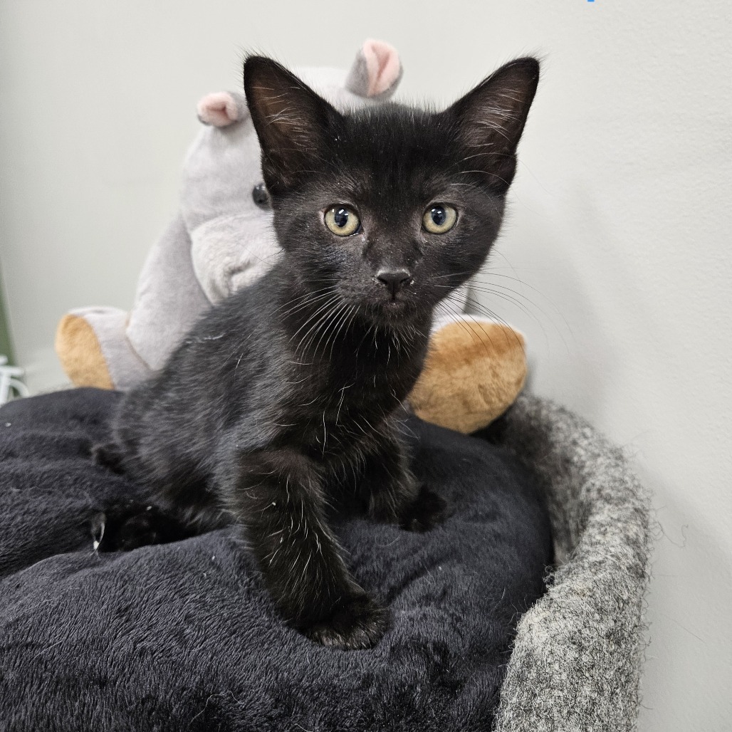 Vesper, an adoptable Domestic Short Hair in Kingman, KS, 67068 | Photo Image 1