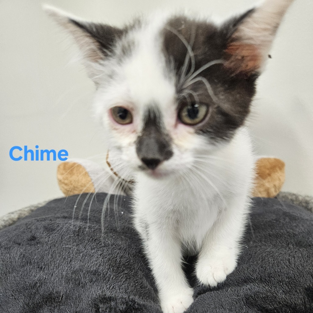 Chime, an adoptable Domestic Short Hair in Kingman, KS, 67068 | Photo Image 1