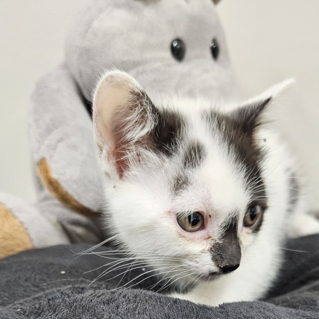 Chime, an adoptable Domestic Short Hair in Kingman, KS, 67068 | Photo Image 2