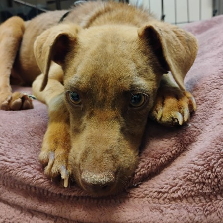 Butterscotch- Snuggle Bug!
