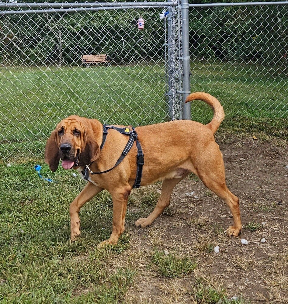 Bumper, an adoptable Bloodhound in Kalamazoo, MI, 49009 | Photo Image 1