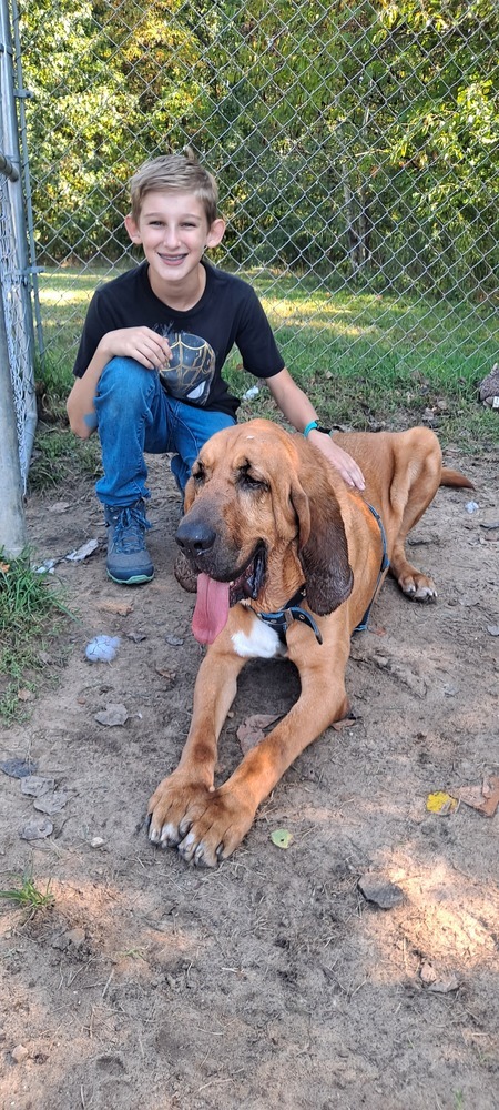 Bumper, an adoptable Bloodhound in Kalamazoo, MI, 49009 | Photo Image 2