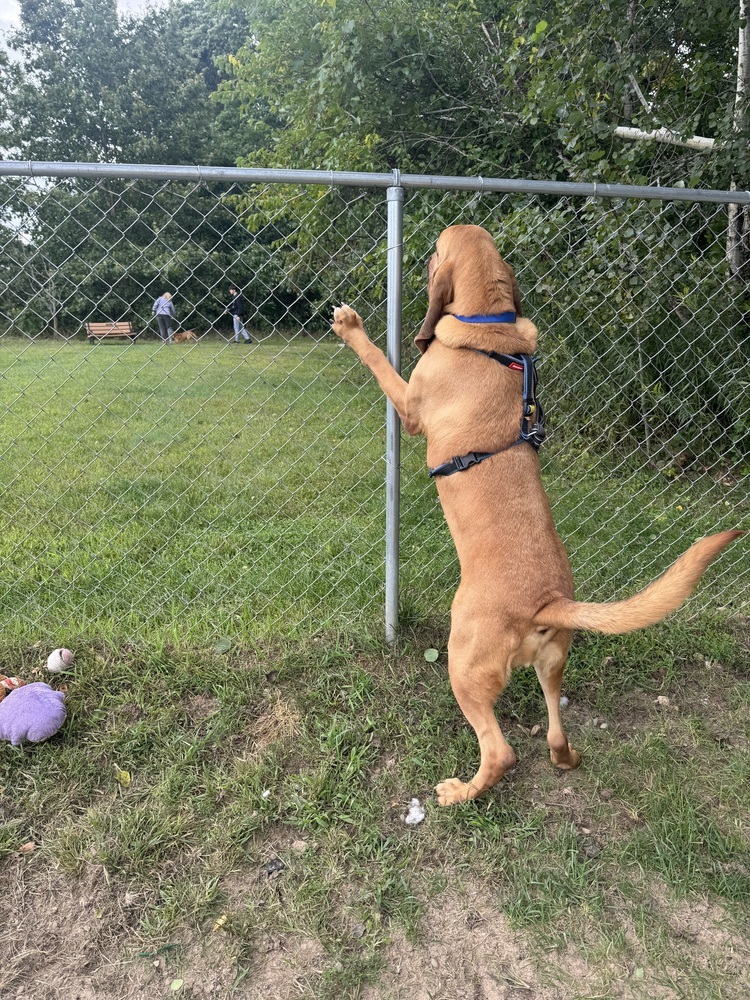 Bumper, an adoptable Bloodhound in Kalamazoo, MI, 49009 | Photo Image 6