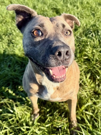 Leela