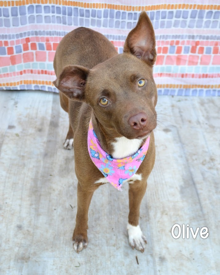 Olive