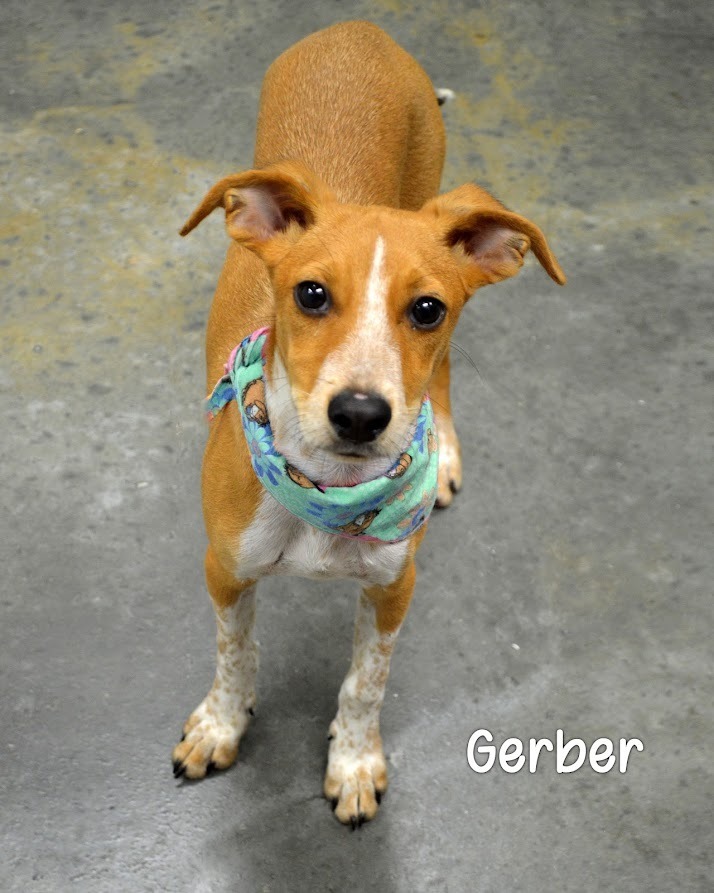 Gerber