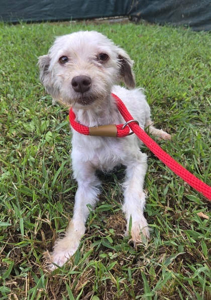 Wiggles, an adoptable Havanese in Malvern, PA, 19355 | Photo Image 1