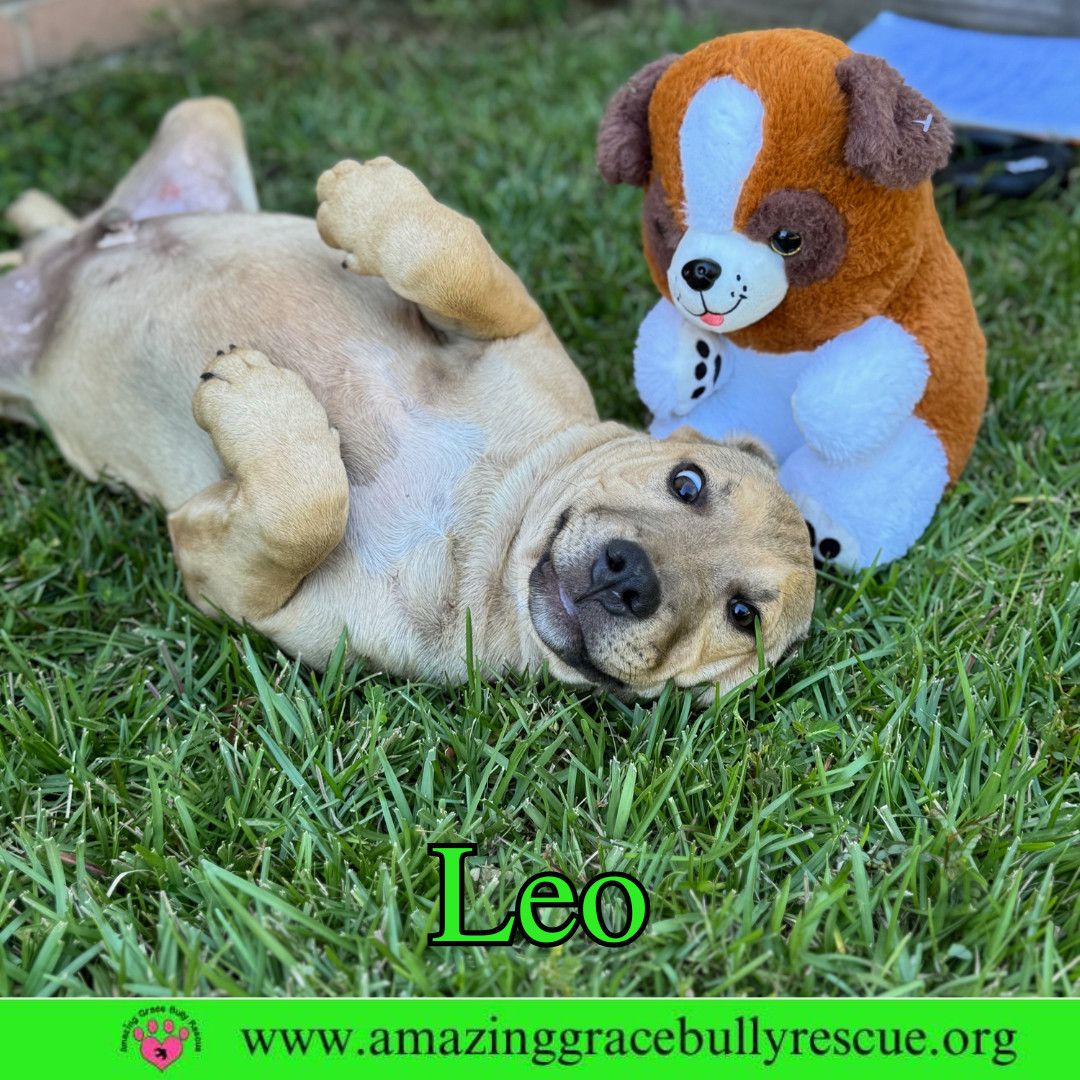 Leo