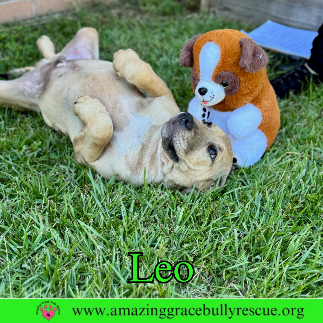 Leo