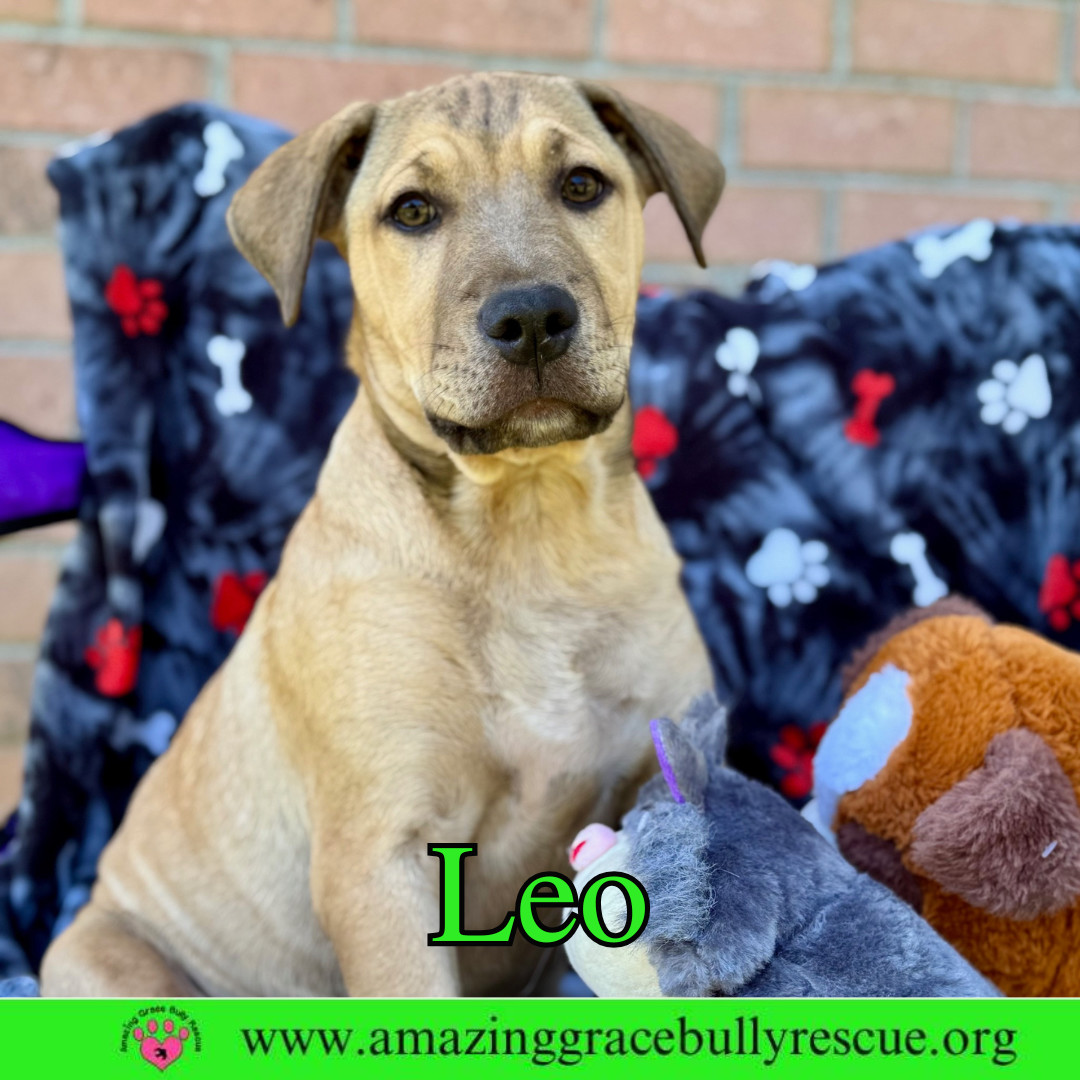 Leo
