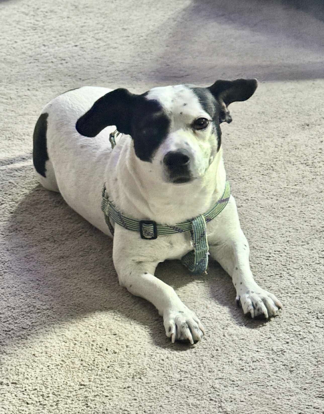 Mollie