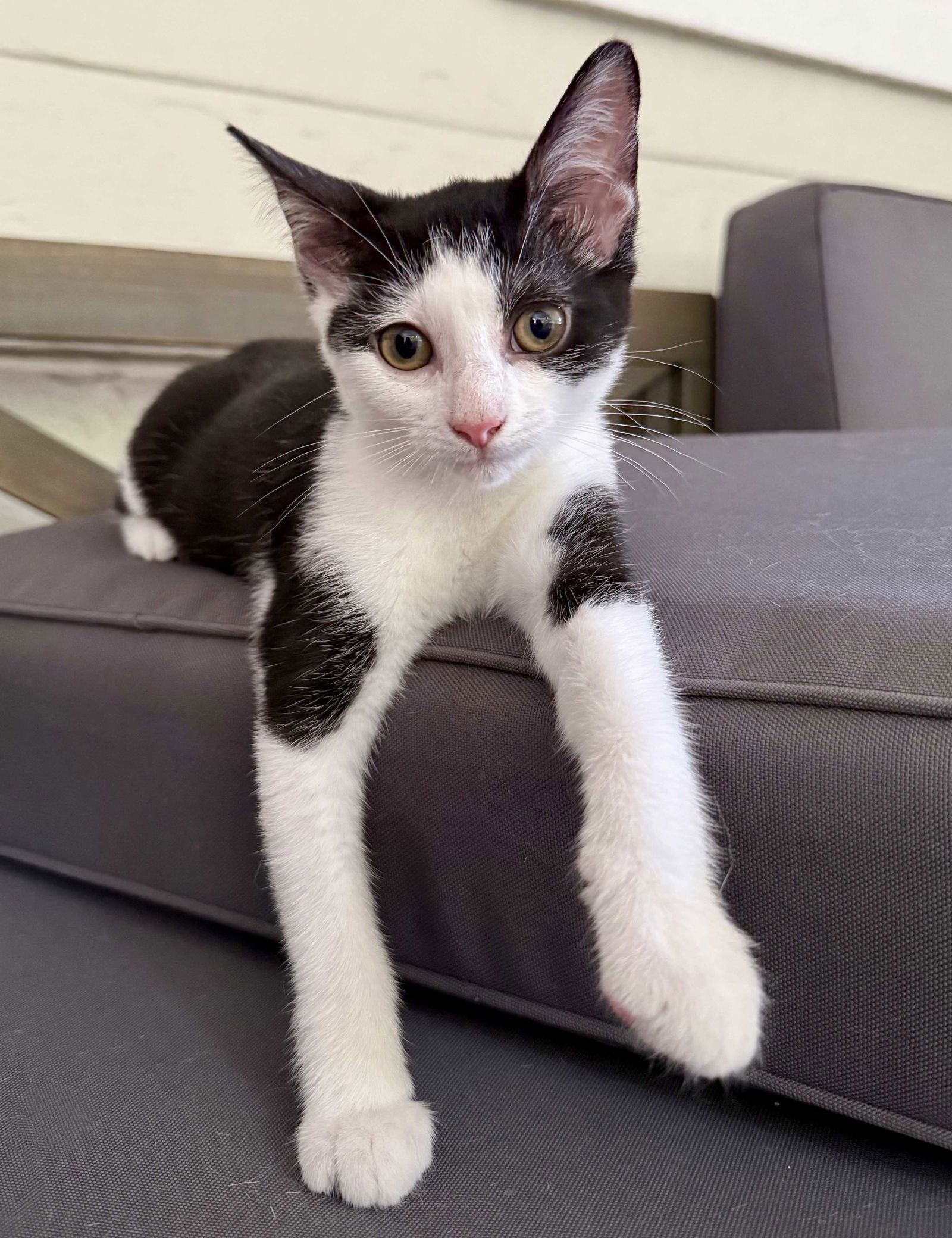 KITTEN BESS