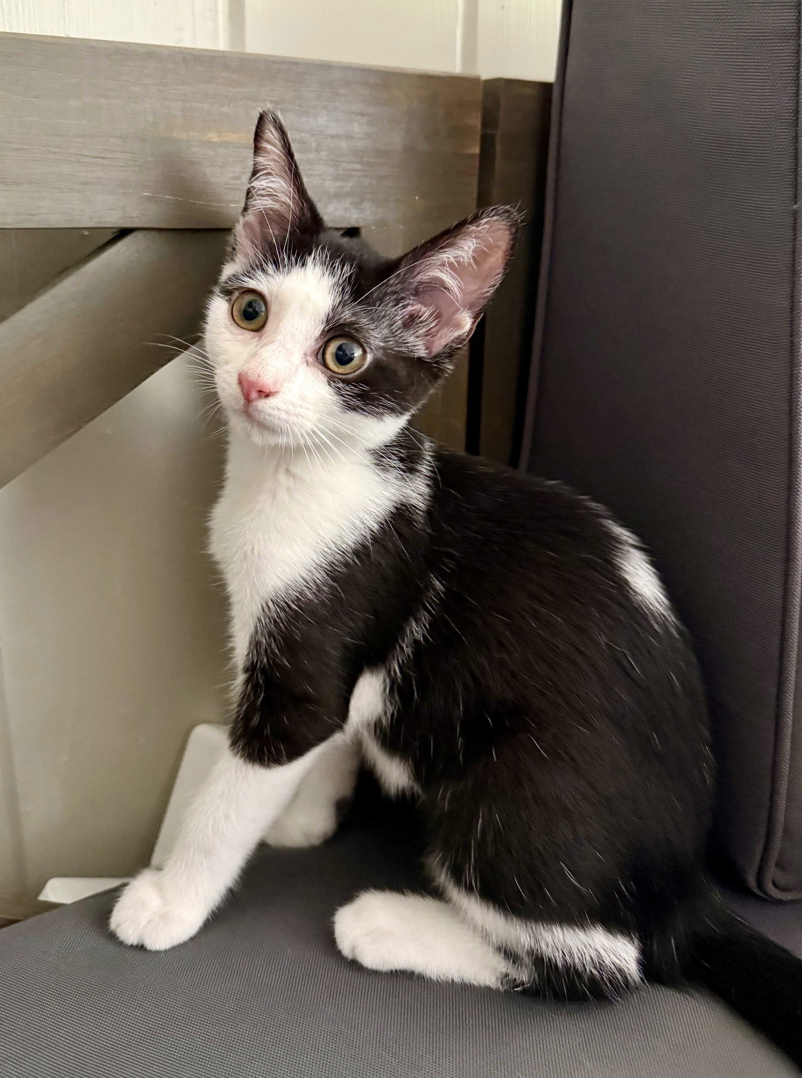 KITTEN BESS
