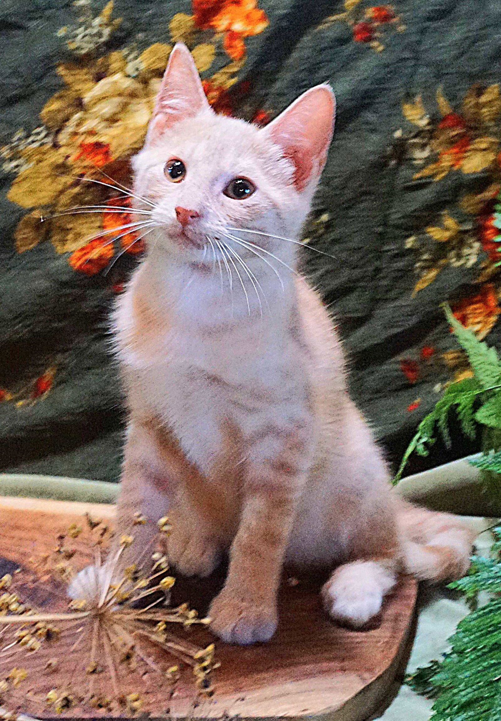 KITTEN PRINCE DANDELION