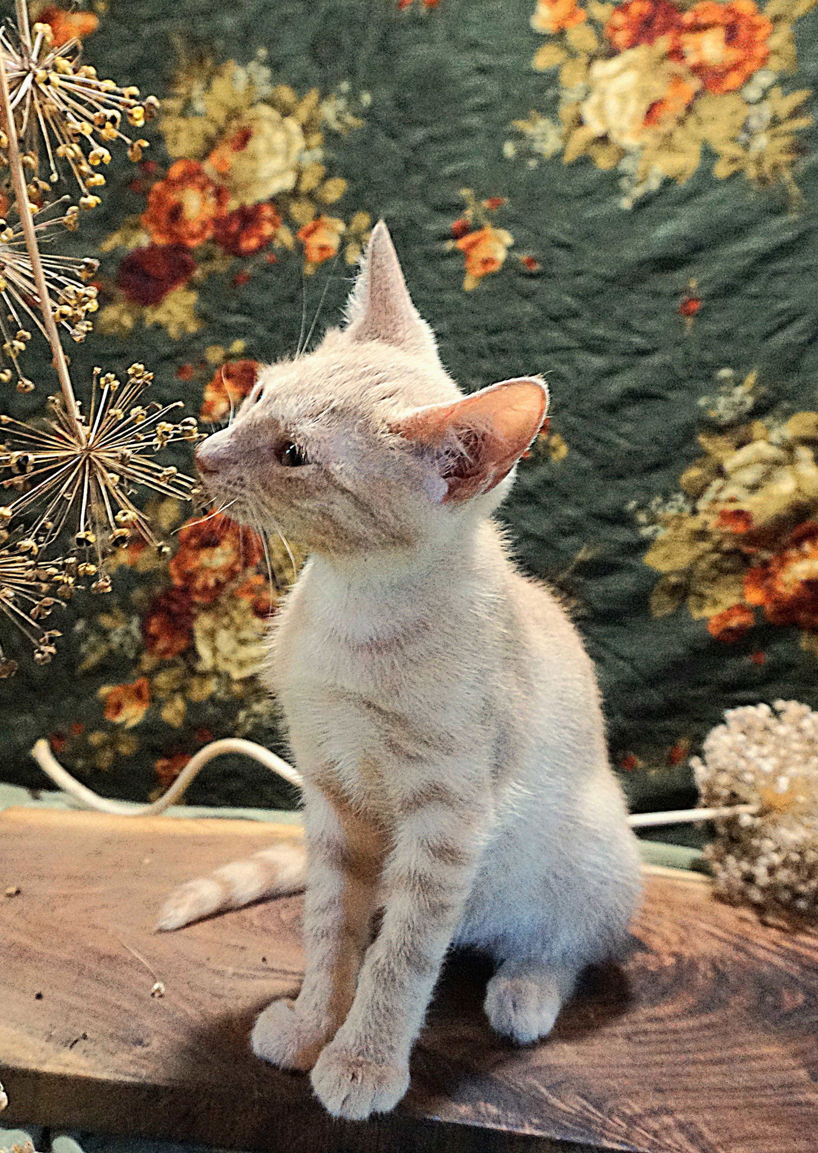 KITTEN PRINCE DANDELION