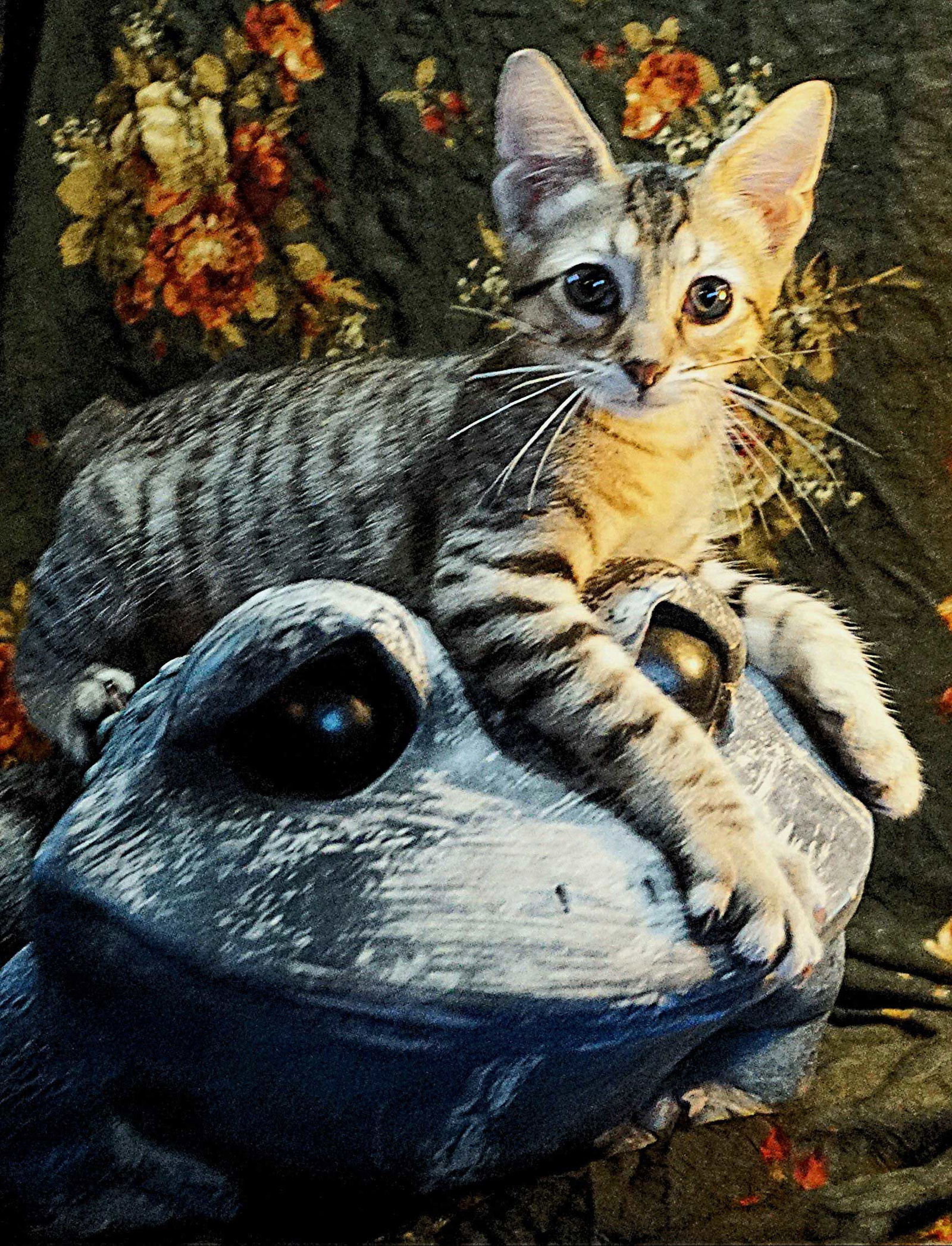 KITTEN MINNOW